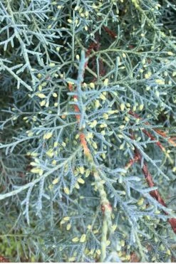 Carolina Sapphire Arizona Cypress - 2.5 Quart Pot 11 Carolina Sapphire Arizona Cypress - 2.5 Quart Pot -Plant Promotion Store Cypress Carolina Sapphire 23 1