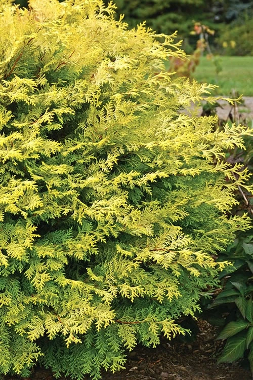 Elmwood Gold Globe Hinoki Cypress - 1 Gallon Pot 4 Elmwood Gold Globe Hinoki Cypress - 1 Gallon Pot - Image 4