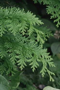 Southern Lace Hinoki Cypress - 7 Gallon Pot (3-4') -Plant Promotion Store Cypress Hinoki Southern Lace 13