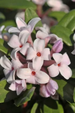 Eternal Fragrance Pink Summer Daphne - Daphne X Transatlantica 'BLAFRA' - 1 Gallon Pot