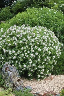 Eternal Fragrance Pink Summer Daphne - Daphne X Transatlantica 'BLAFRA' - 1 Gallon Pot -Plant Promotion Store Daphne Eternal Fragrance 5