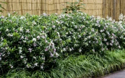 Eternal Fragrance Pink Summer Daphne - Daphne X Transatlantica 'BLAFRA' - 1 Gallon Pot -Plant Promotion Store Daphne Eternal Fragrance 6