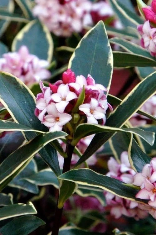Variegated Pink Winter Daphne - 1 Gallon Pot 1 Variegated Pink Winter Daphne - 1 Gallon Pot