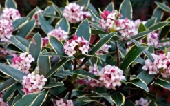 Variegated Pink Winter Daphne - 1 Gallon Pot 9 Variegated Pink Winter Daphne - 1 Gallon Pot -Plant Promotion Store Daphne odora Aureo Marginata