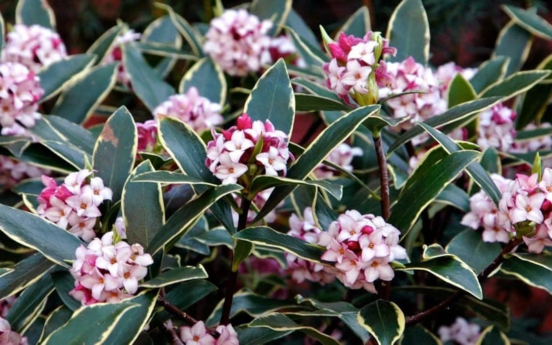 Variegated Pink Winter Daphne - 1 Gallon Pot 5 Variegated Pink Winter Daphne - 1 Gallon Pot - Image 5