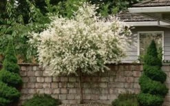 Variegated Dappled Willow Tree - Salix Integra 'Hakuro Nishiki' - 3 Gallon Pot - Tree Form -Plant Promotion Store Dappled Willow Tree 1
