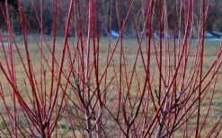 Flamingo Dappled Willow (Shrub Form) - 2 Gallon Pot -Plant Promotion Store Dappled Willow Tree Stems