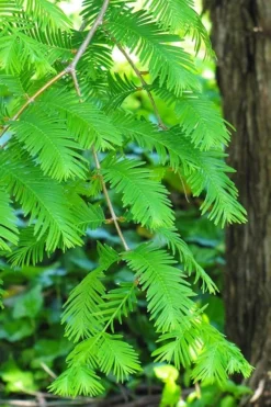 Dawn Redwood Tree - Metasequoia Glyptostroboides - 5 Gallon Pot 12 Dawn Redwood Tree - Metasequoia Glyptostroboides - 5 Gallon Pot -Plant Promotion Store Dawn Redwood 2