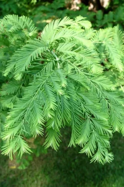 Dawn Redwood Tree - Metasequoia Glyptostroboides - 5 Gallon Pot 15 Dawn Redwood Tree - Metasequoia Glyptostroboides - 5 Gallon Pot -Plant Promotion Store Dawn Redwood 3