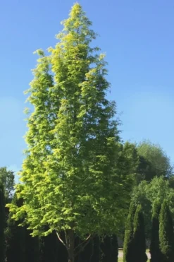 Dawn Redwood Tree - Metasequoia Glyptostroboides - 5 Gallon Pot 16 Dawn Redwood Tree - Metasequoia Glyptostroboides - 5 Gallon Pot -Plant Promotion Store Dawn Redwood 5