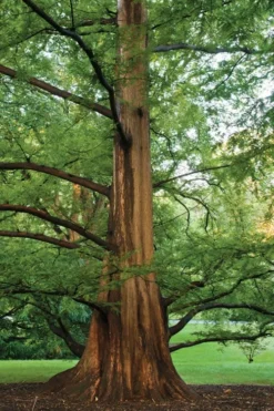 Dawn Redwood Tree - Metasequoia Glyptostroboides - 5 Gallon Pot 14 Dawn Redwood Tree - Metasequoia Glyptostroboides - 5 Gallon Pot -Plant Promotion Store Dawn Redwood 6
