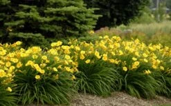 Stella De Oro Daylily - 8 Pack Of Quart Pots -Plant Promotion Store Daylily Stella De Oro 26 1