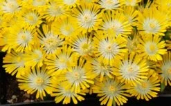 Banana Blast Yellow Ice Plant (Delosperma) - 10 Pack Of Pint Pots -Plant Promotion Store Delosperma Hot Cakes Banana Blast 3