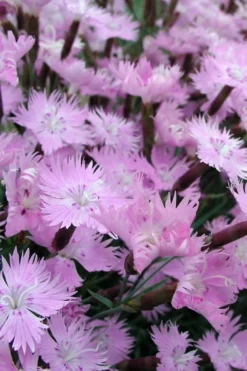 Bath's Pink Dianthus - 5 Pack Of Quart Pots -Plant Promotion Store Dianthus Baths Pink 10