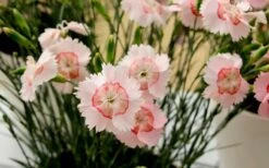 Georgia Peach Pie Dianthus - 1 Gallon Pot -Plant Promotion Store Dianthus Georgia Peach 13