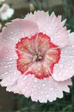 Georgia Peach Pie Dianthus - 1 Gallon Pot -Plant Promotion Store Dinathus Georgia Peach Pie 10