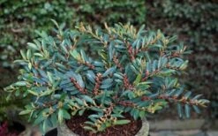 Blue Cascade Evergreen Witch Hazel (Distylium) - 3 Gallon -Plant Promotion Store Distylium Blue Cascade 10