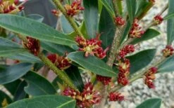 Blue Cascade Evergreen Witch Hazel (Distylium) - 3 Gallon -Plant Promotion Store Distylium Blue Cascade Flowers