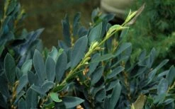 Blue Cascade Evergreen Witch Hazel (Distylium) - 3 Gallon -Plant Promotion Store Distylium Blue Cascade Foliage