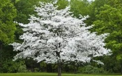 Jean's Appalachian Snow White Dogwood Tree - 5 Gallon Pot -Plant Promotion Store Dogwood Cherokee Princess 50 1