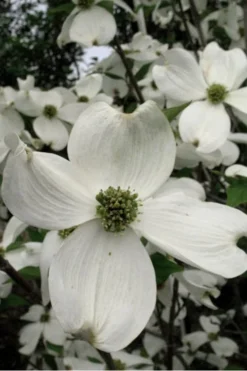 Jean's Appalachian Snow White Dogwood Tree - 5 Gallon Pot -Plant Promotion Store Dogwood Cherokee Princess 500x750 2