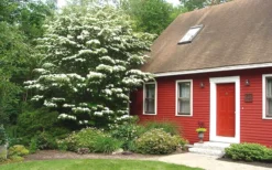 White Kousa Chinese Dogwood - Cornus Kousa - 5 Gallon Pot (5-6') -Plant Promotion Store Dogwood Chinese White 1