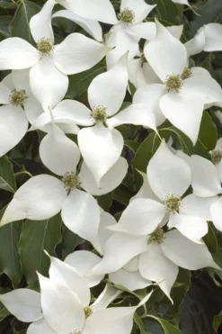 White Kousa Chinese Dogwood - Cornus Kousa - 5 Gallon Pot (5-6')