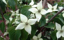White Kousa Chinese Dogwood - Cornus Kousa - 5 Gallon Pot (5-6') -Plant Promotion Store Dogwood Chinese White 2