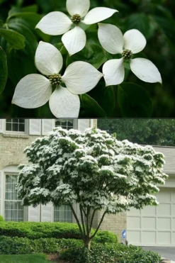 White Kousa Chinese Dogwood - Cornus Kousa - 5 Gallon Pot (5-6') -Plant Promotion Store Dogwood Chinese White 2 500x750 1