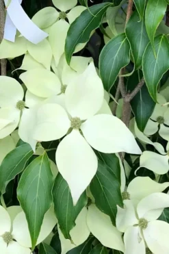 Greensleeves Dogwood (Cornus Kousa) - 1 Gallon Pot -Plant Promotion Store Dogwood GreenSleeves 12