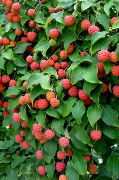 Greensleeves Dogwood (Cornus Kousa) - 1 Gallon Pot -Plant Promotion Store Dogwood GreenSleeves Berries 10