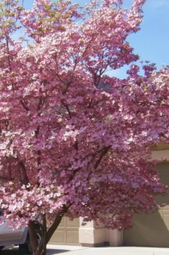 Pink Dogwood Tree (Cornus Florida 'Rubra') - 5 Gallon Pot -Plant Promotion Store Dogwood Pink 13