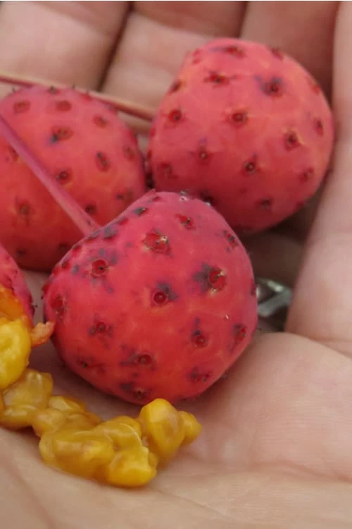 Scarlet Fire Dogwood - Cornus Kousa - 7 Gallon Pot (5-6') 8 Scarlet Fire Dogwood - Cornus Kousa - 7 Gallon Pot (5-6') - Image 8