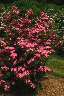 Scarlet Fire Dogwood - Cornus Kousa - 7 Gallon Pot (5-6') 14 Scarlet Fire Dogwood - Cornus Kousa - 7 Gallon Pot (5-6') -Plant Promotion Store Dogwood Scarlet Fire 12