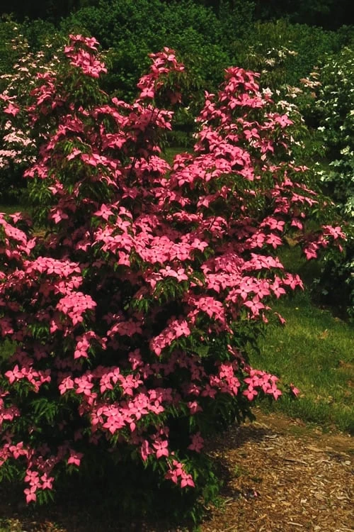 Scarlet Fire Dogwood - Cornus Kousa - 7 Gallon Pot (5-6') 7 Scarlet Fire Dogwood - Cornus Kousa - 7 Gallon Pot (5-6') - Image 7