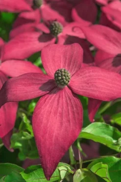Scarlet Fire Dogwood - Cornus Kousa - 7 Gallon Pot (5-6') 12 Scarlet Fire Dogwood - Cornus Kousa - 7 Gallon Pot (5-6') -Plant Promotion Store Dogwood Scarlet Fire 13