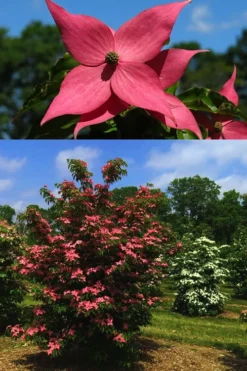 Scarlet Fire Dogwood - Cornus Kousa - 7 Gallon Pot (5-6') 13 Scarlet Fire Dogwood - Cornus Kousa - 7 Gallon Pot (5-6') -Plant Promotion Store Dogwood Scarlet Fire 4