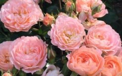 Apricot Drift Dwarf Rose - 3 Gallon Pot -Plant Promotion Store Drift Rose Apricot 2