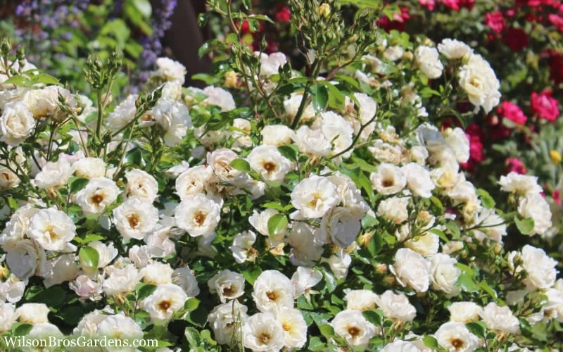 Popcorn Drift Groundcover Rose - 3 Gallon Pot 5 Popcorn Drift Groundcover Rose - 3 Gallon Pot - Image 5