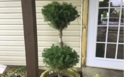 Poodle Tier Dwarf Alberta Spruce 3 Ball Topiary (3-Ball) - 3 Gallon Pot -Plant Promotion Store Dwarf Alberta Spruce Poodle Tier 1