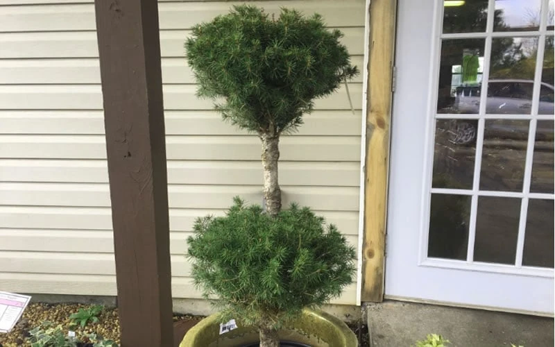 Poodle Tier Dwarf Alberta Spruce Topiary - 2 Gallon Pot 4 Poodle Tier Dwarf Alberta Spruce Topiary - 2 Gallon Pot - Image 4