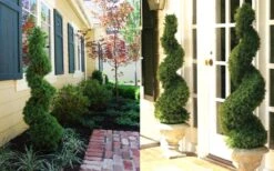 Spiral Dwarf Alberta Spruce Topiary - 2 Gallon Pot -Plant Promotion Store Dwarf Alberta Spruce Spiral 2