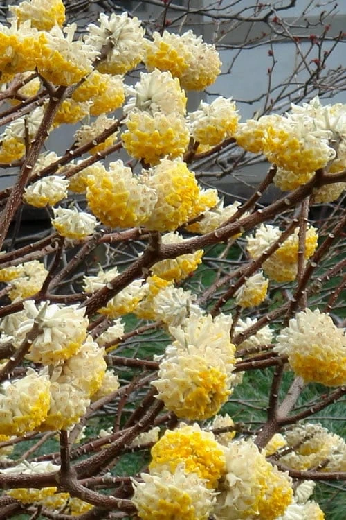 Winter Gold Edgeworthia Chrysantha - Paper Bush - 5 Gallon Pot 4 Winter Gold Edgeworthia Chrysantha - Paper Bush - 5 Gallon Pot - Image 4