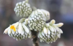Winter Gold Edgeworthia Chrysantha - Paper Bush - 5 Gallon Pot 20 Winter Gold Edgeworthia Chrysantha - Paper Bush - 5 Gallon Pot -Plant Promotion Store Edgeworthia Flower Buds