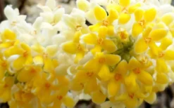 Winter Gold Edgeworthia Chrysantha - Paper Bush - 5 Gallon Pot 21 Winter Gold Edgeworthia Chrysantha - Paper Bush - 5 Gallon Pot -Plant Promotion Store Edgeworthia Flower Closeup