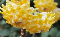 Winter Gold Edgeworthia Chrysantha - Paper Bush - 5 Gallon Pot 18 Winter Gold Edgeworthia Chrysantha - Paper Bush - 5 Gallon Pot -Plant Promotion Store Edgeworthia Paper Bush