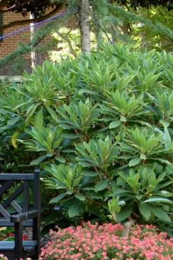 Snow Cream Edgeworthia Paper Bush - 3 Gallon 9 Snow Cream Edgeworthia Paper Bush - 3 Gallon -Plant Promotion Store Edgeworthia Snow Cream 7