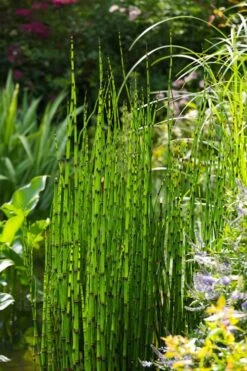 Horsetail Reed Grass - Equisetum Hyemale - 1 Gallon Pot -Plant Promotion Store Equisetum Hymale 11