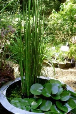 Horsetail Reed Grass - Equisetum Hyemale - 8 Pack Of 1 Gallon Pots -Plant Promotion Store Equisetum Hymale 14 2