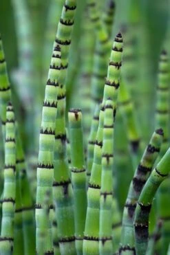 Horsetail Reed Grass - Equisetum Hyemale - 1 Gallon Pot -Plant Promotion Store Equisetum Hymale 15